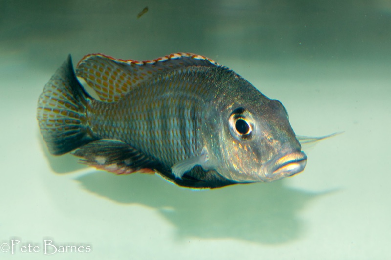 Lethrinops chilingali 'Lake Chilingali'